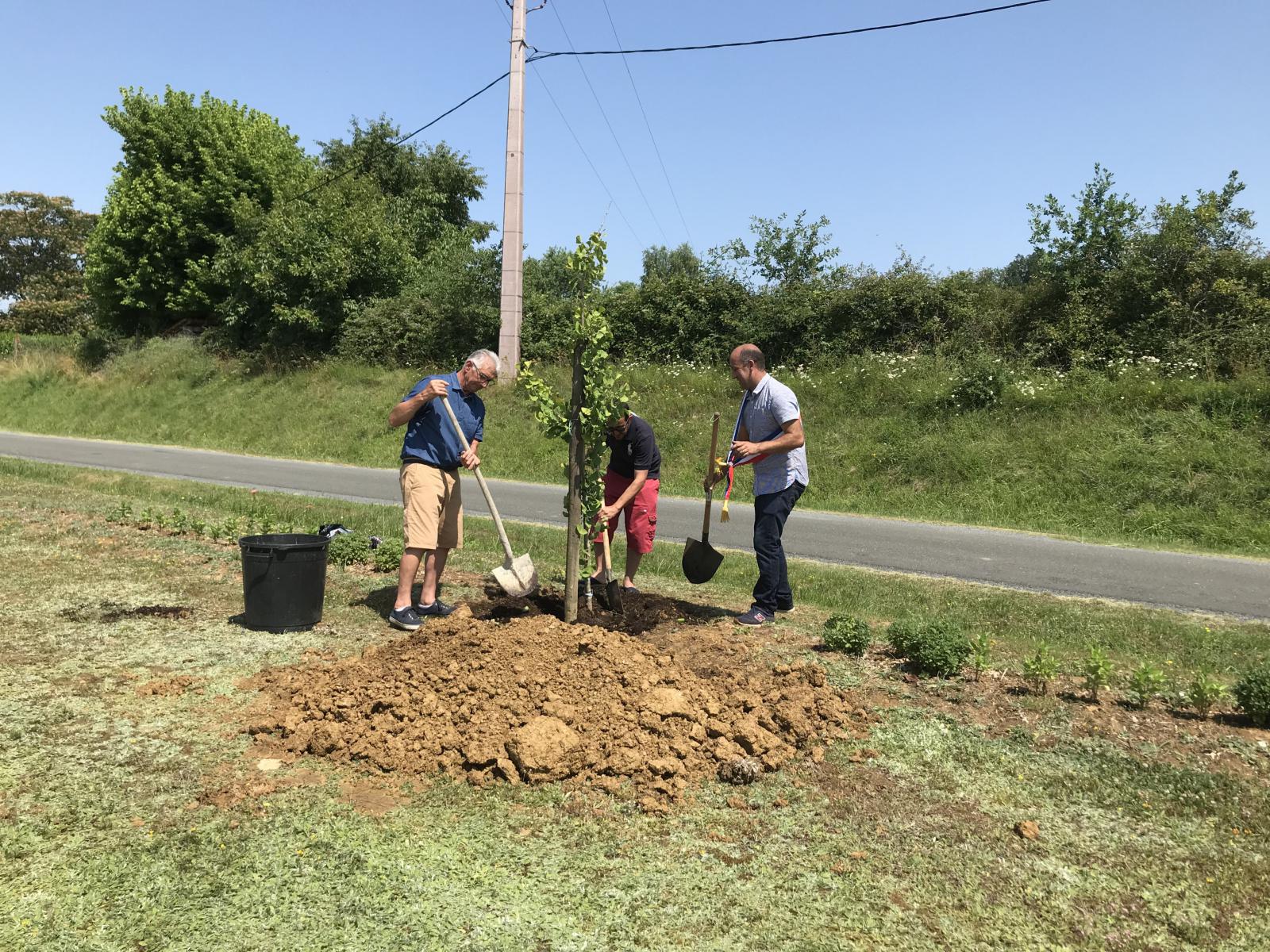 Plantation de l'arbre