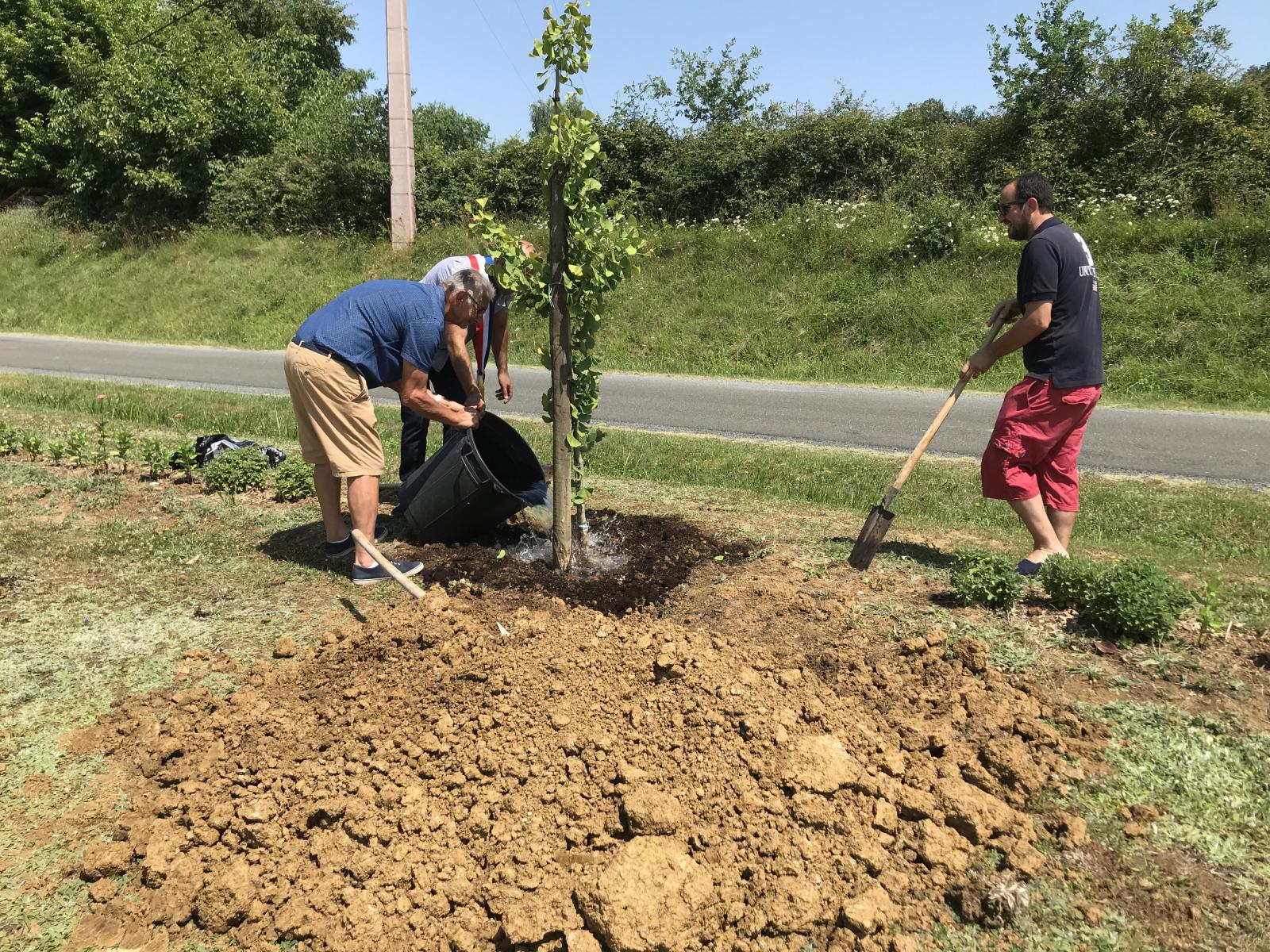 Plantation de l'arbre